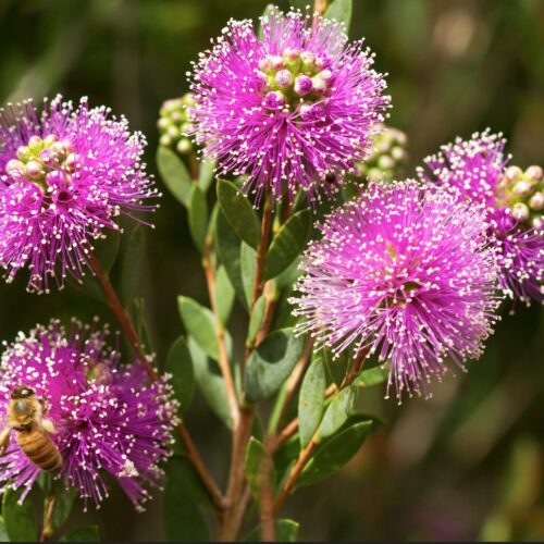 buy Melaleuca nesophila Showy Honey Myrtle perth